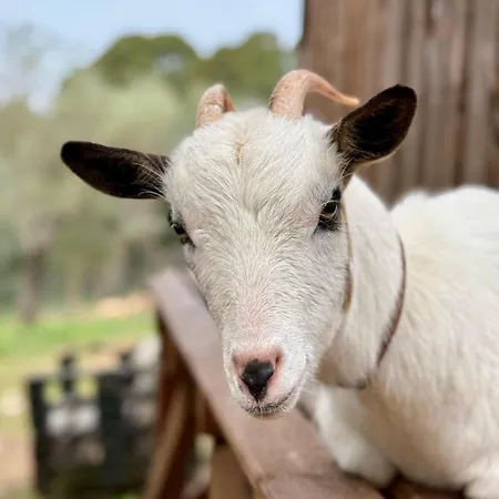 Boeddu, Relax Tra Mare E Campagna