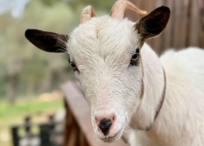 Boeddu, Relax Tra Mare E Campagna