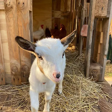 Vila Boeddu, Relax Tra Mare E Campagna