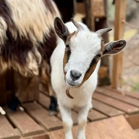 Boeddu, Relax Tra Mare E Campagna * Alghero