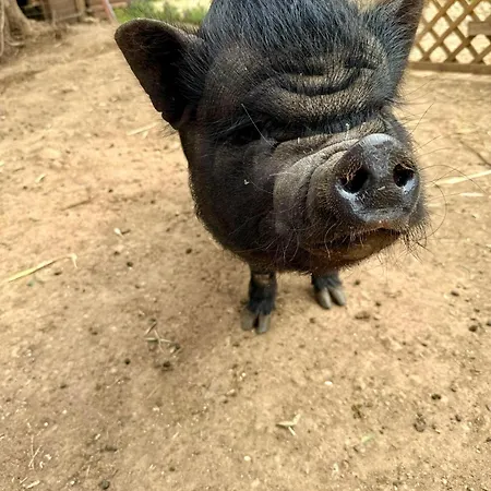 Vila Boeddu, Relax Tra Mare E Campagna