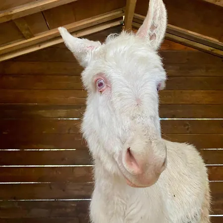 Boeddu, Relax Tra Mare E Campagna *