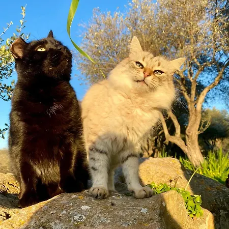 Boeddu, Relax Tra Mare E Campagna Vila *