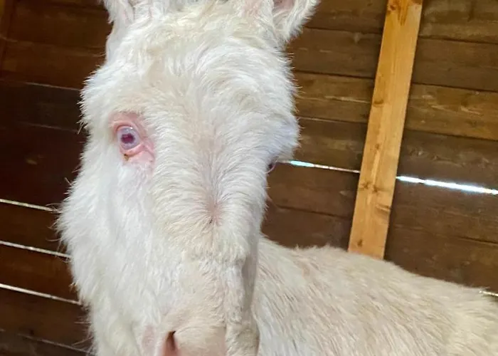 Villa Boeddu, Relax Tra Mare E Campagna Alghero