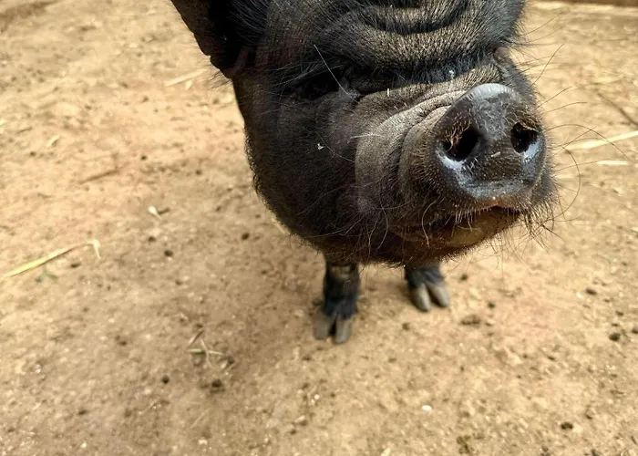 Villa Boeddu, Relax Tra Mare E Campagna